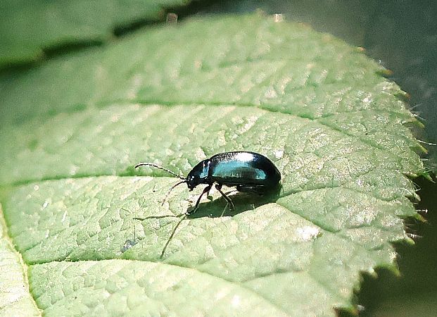 Chrysomelidae sp.  - Denis Oberson