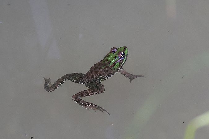 Grenouille indéterminée  - Denis Oberson