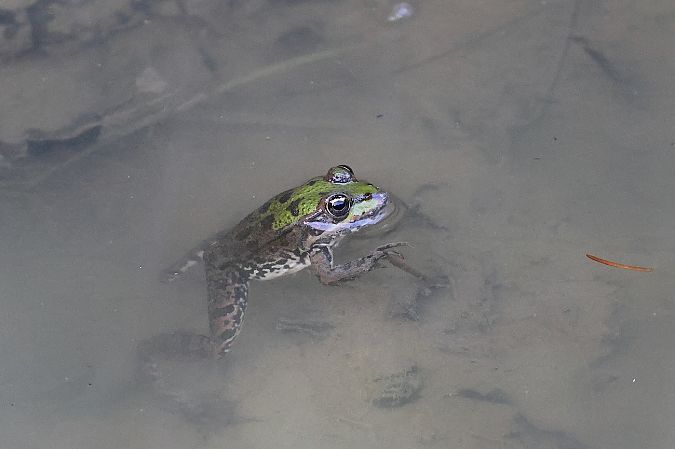 Grenouille indéterminée  - Denis Oberson