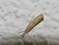 Agriphila inquinatella © auteur non diffusé