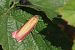 Phycide incarnat (Oncocera semirubella) © Nicole Petitpierre