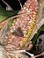 Noctuelle des potagers (Lacanobia oleracea) © Victor Berridge