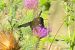 Xylocopa sp.  - Victor Berridge