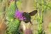 Xylocopa sp. © Victor Berridge