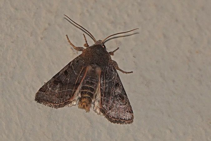 Agrochola lunosa  - Nicole Petitpierre