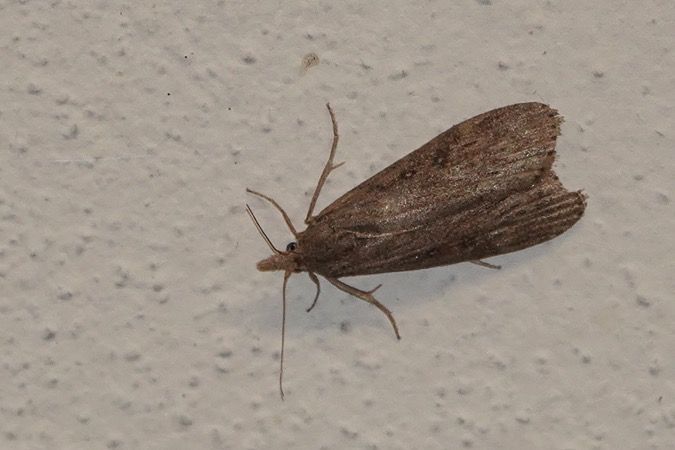 Lamoria anella  - Nicole Petitpierre
