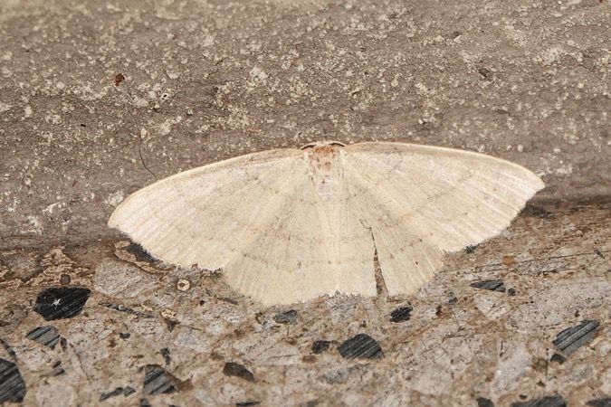 Cyclophora linearia  - Nicole Petitpierre