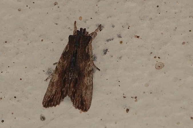 Lithophane semibrunnea  - Nicole Petitpierre
