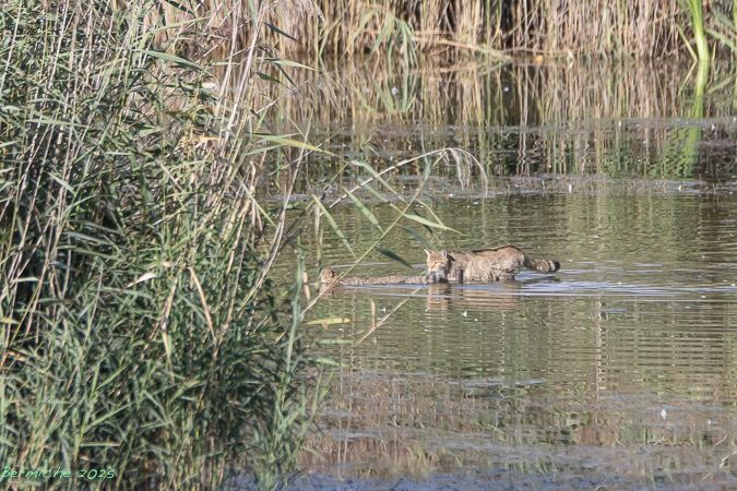 Chat forestier / haret  - Bernard Perret