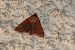 Agrochola nitida © Nicole Petitpierre