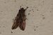 Lithophane semibrunnea © Nicole Petitpierre