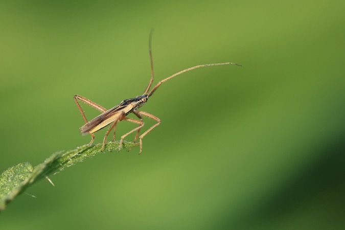 Notostira elongata  - Nicole Petitpierre