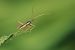 Notostira elongata © Nicole Petitpierre