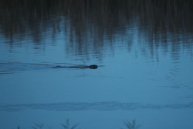 Castor d'Eurasie  - Margari Emilia