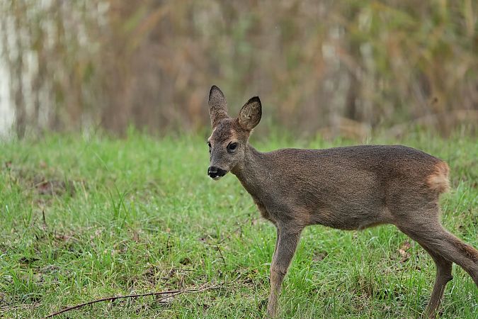 Chevreuil européen  - Margari Emilia
