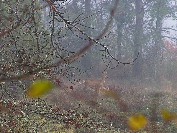 Chevreuil européen  - Ilyas Kaya