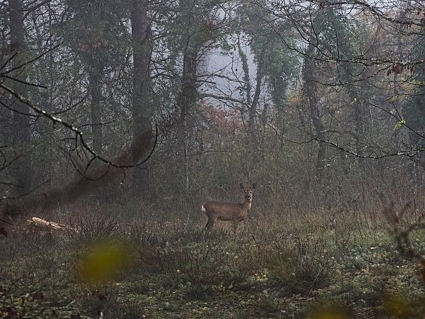 Chevreuil européen  - Ilyas Kaya