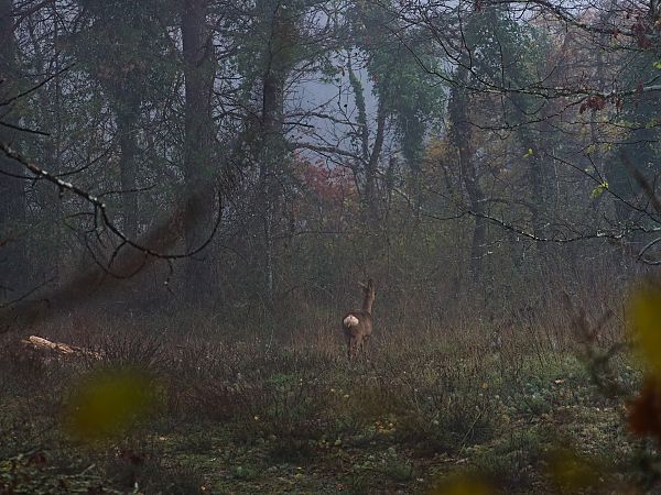 Chevreuil européen  - Ilyas Kaya