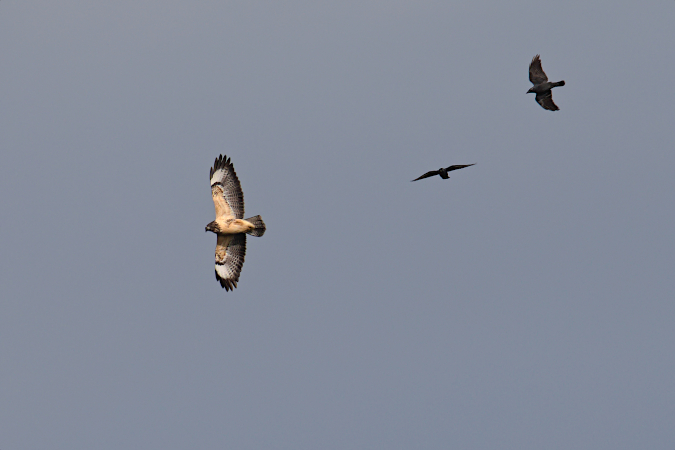 Buse variable  - Collectif La Pringoterie