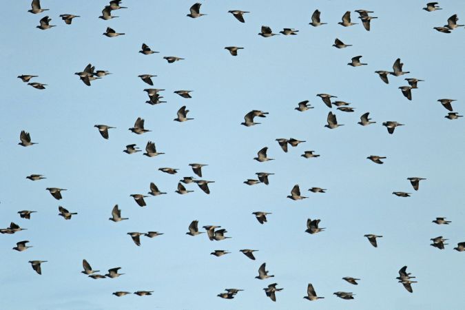 Common Wood Pigeon  - Collectif Col du Markstein