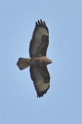 Buizerd - Collectif Brassoir perHenry de Lestanville