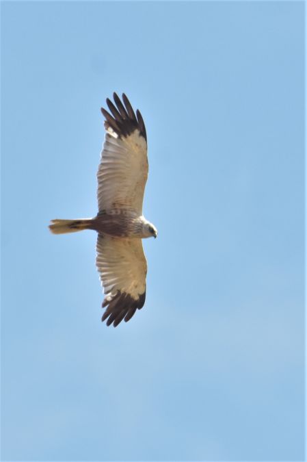 Busard des roseaux  - Collectif Brassoir