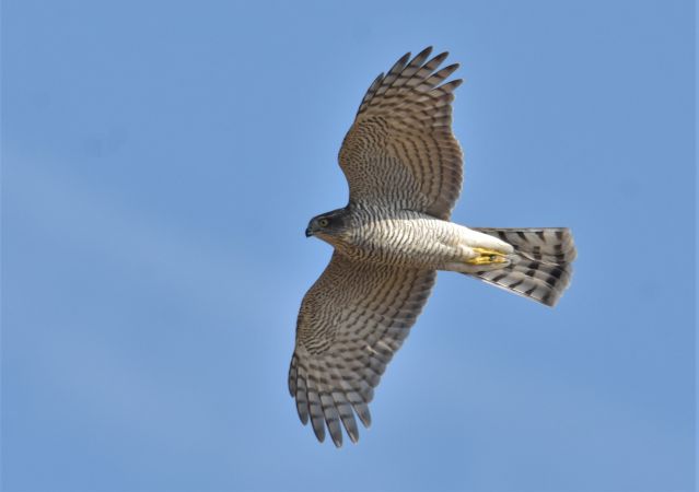 Épervier d'Europe  - Collectif Brassoir