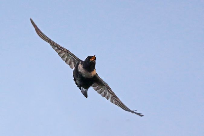 Merle à plastron  - Collectif Col du Markstein