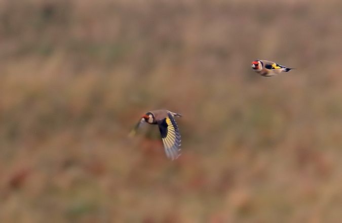Chardonneret élégant  - Collectif Col du Markstein