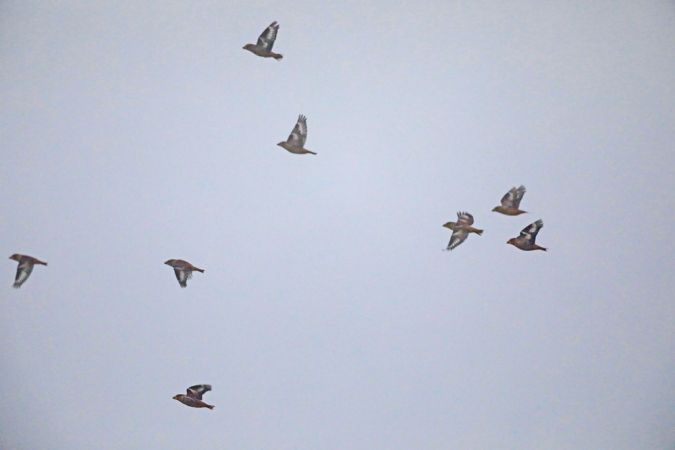 Grosbec casse-noyaux  - Collectif Col du Markstein