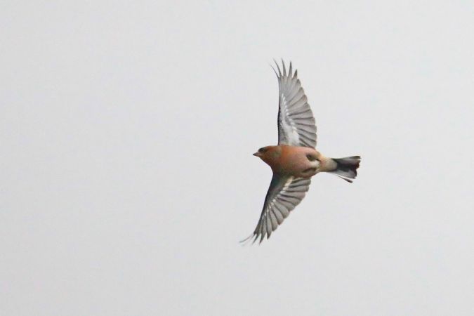 Pinson des arbres  - Collectif Col du Markstein