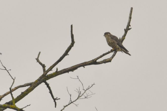 Faucon émerillon  - Collectif Brassoir