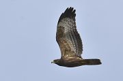 Abejero Europeo - 