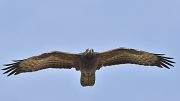 Abejero Europeo - 