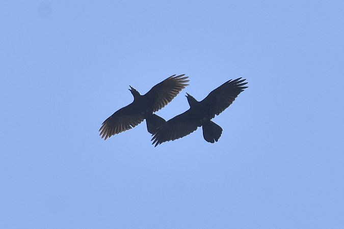 Northern Raven  - Collectif Brassoir