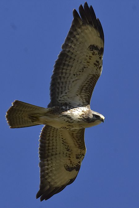 Common Buzzard  - Collectif Brassoir
