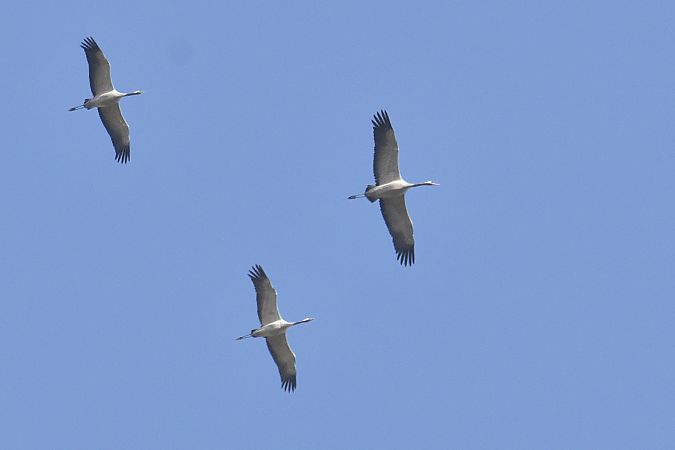 Grue cendrée  - Collectif Brassoir