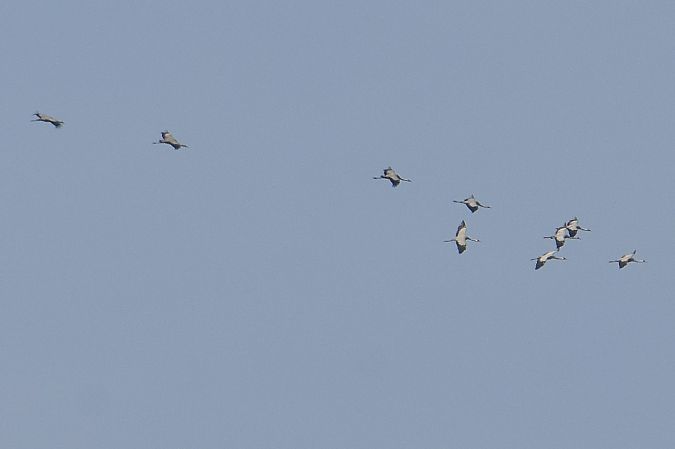 Grue cendrée  - Collectif Brassoir