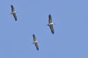 Common Crane - 
