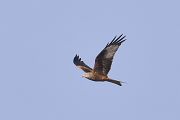 Red Kite - 