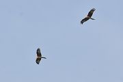 Red Kite - 