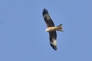 Red Kite - 