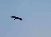 Aquila anatraia maggiore / minore - 