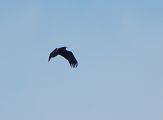 Aquila anatraia maggiore / minore - 