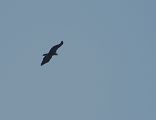 Aquila anatraia maggiore / minore - 