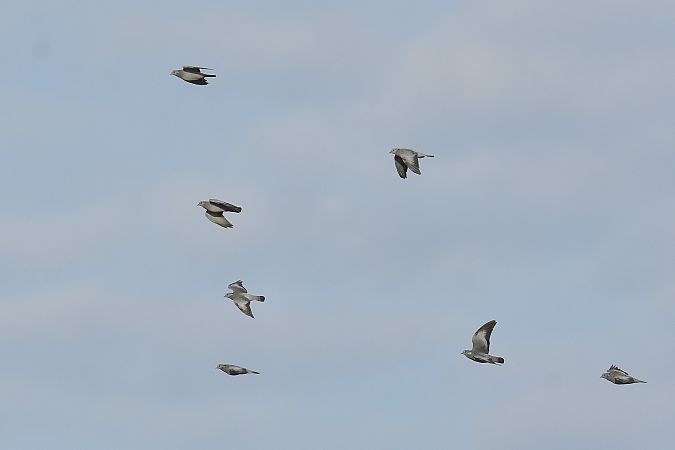 Pigeon colombin  - Collectif Brassoir