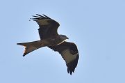 Red Kite - 