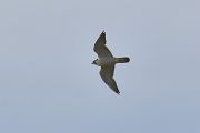 Peregrine Falcon - 