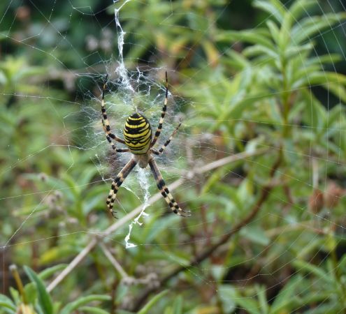 Argiope frelon  - Jean-Yves Bertin
