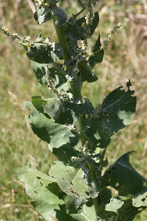 Cucullie de la molène-lychnis  - André Jourdain